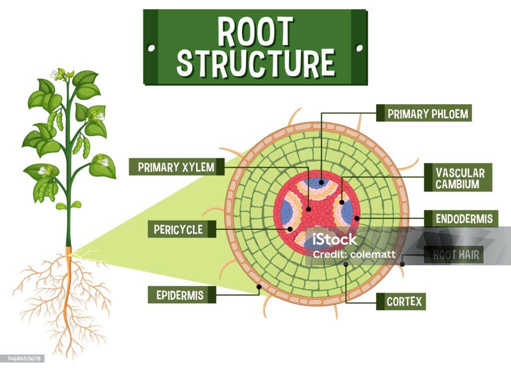 Internal Structure Of Root Diagram Stock Illustration - Download Image ...