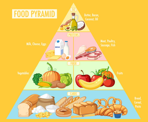 Pyramide des groupes de nutrition alimentaire - Illustration vectorielle