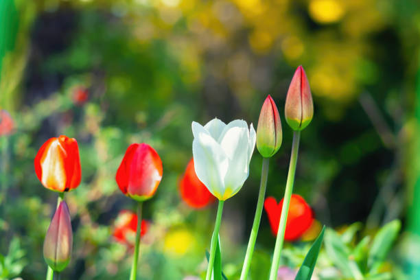 白、赤のチューリップの花は日当たりの良い春の庭で育ちます。美しい色とりどりのチューリップが咲く接写 - tulipe cup ストックフォトと画像