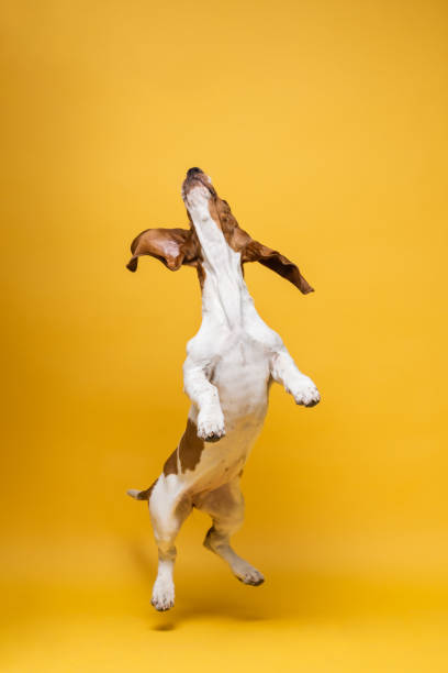 Basset hound three months old puppy jumping up. Funny dog portrait against yellow background. stock photo