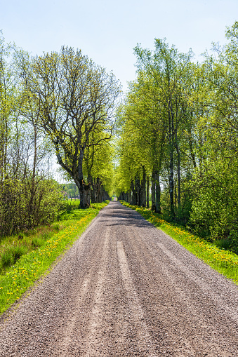 Gravel road in an avenue of trees in spring