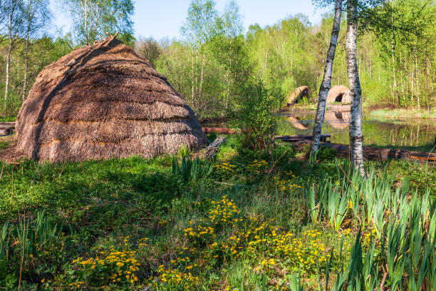 Beautiful Kingcup flowers in a settlement with huts
