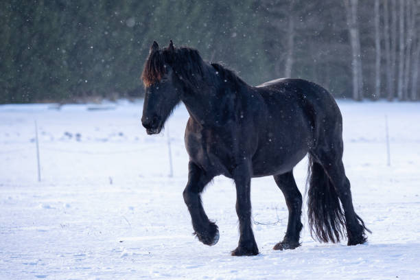 冬のブラックフリージアン馬。 - horse black stallion friesian horse ストックフォトと画像