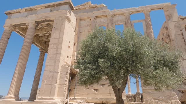 View Of Tree With Wind Blowing Its Branches Beside The Erechtheion Temple On The Athenian Acropolis, Greece. Tilt Up