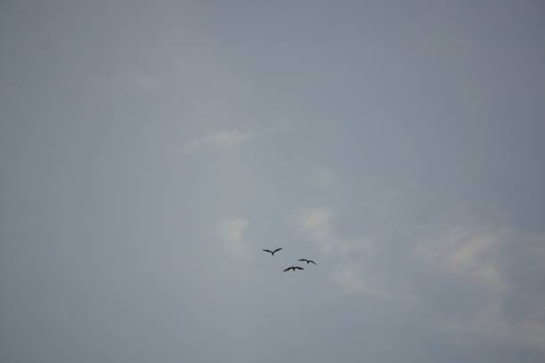 istock Seabirds soaring through the sky on a cloudy day 1468460422