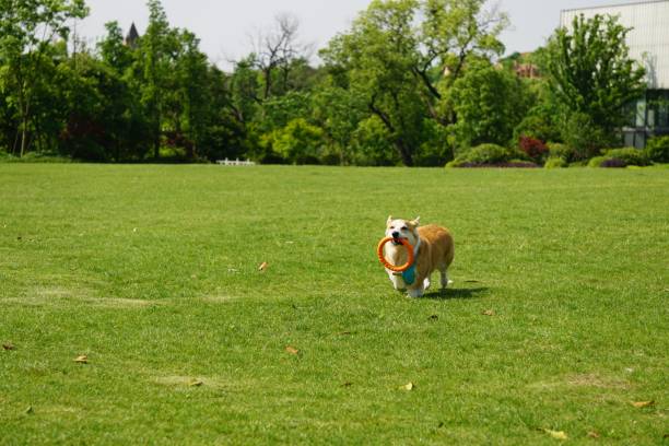 istock Golden retriever running joyfully through a lush green field while carrying a bright orange frisbee 1468460441