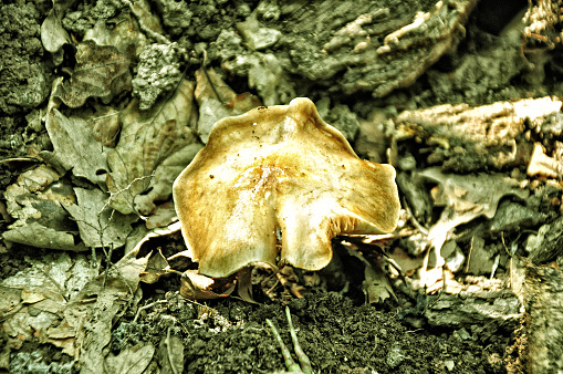 Autumnal close up of mushroom and dry leaves on the woodland ground