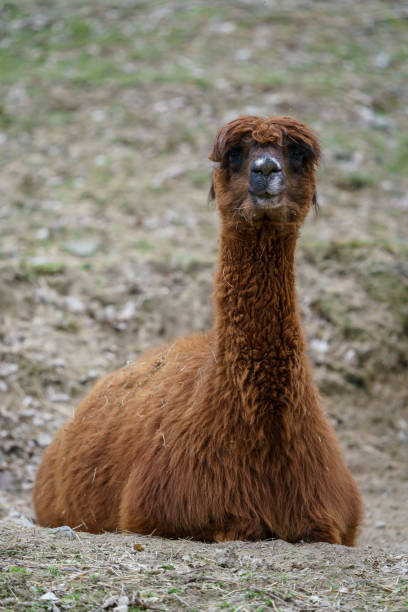 istock One large brown llama resting. Vicugna vicugna 1468461492