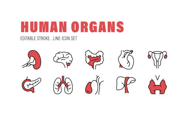 Vector illustration of Human Organs, Brain, Heart, Kidney, Lung, organ Icons