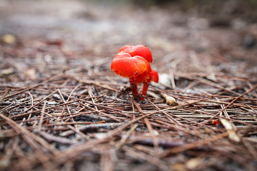 Some interesting lonely mushrooms in the middle of the hiking path on the Fraser Island Great Walk.