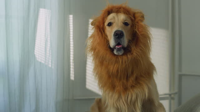 Funny Zoom-In Shot of a Cute Playful Golden Retriever Dog With a Lion Mane Costume looking at the camera at home. Family Celebrating Halloween with their Dog. Kids Dressing-up their Pet