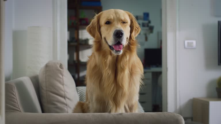 Portrait of Cute Loyal Golden Retriever Dog Sitting on a Couch in a Living Room, Looking at the Camera. Top Quality Breed Pedigree Specimen Looking at his Owner with Love. Close Up of Family Pet