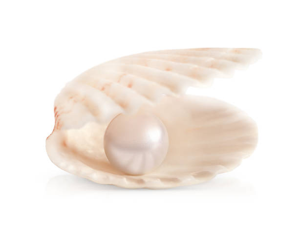 a seashell with pearls inside. highlighted on a white background