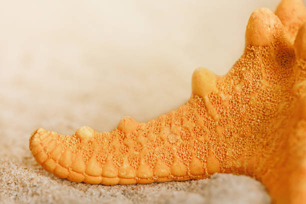 starfish on the sand close-up. place for text