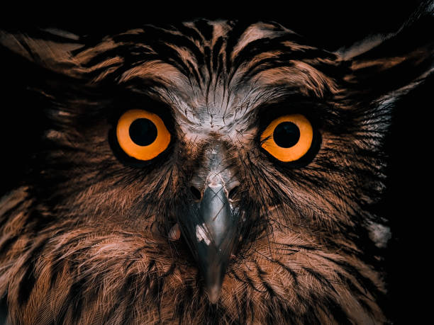 Owl with detailed eyes stock photo