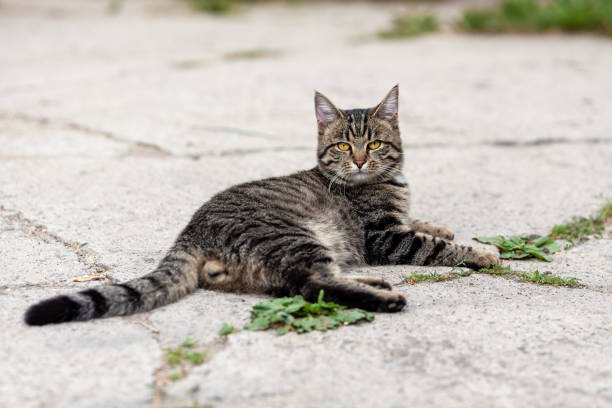 istock Domestic tabby cat lying down on the ground and watching. 1468467617