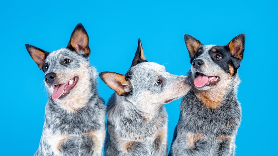 Three cute smiling puppies of blue heeler or australian cattle dog sitting on blue background