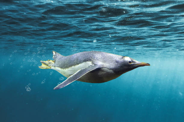 impresionante pingüino papúa descarado nadando a través del océano con burbujeantes - nobody beak animal head penguin fotografías e imágenes de stock