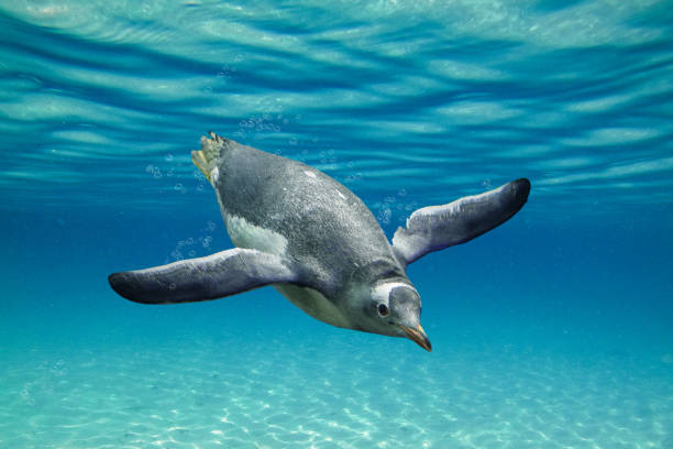 見事な生意気なジェンツーペンギン 泡で海を泳ぐ - nobody beak animal head penguin ストックフォトと画像