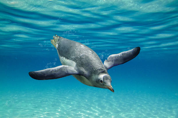 pinguim gentoo bochechado deslumbrante nadando pelo oceano com borbulhas - gentoo penguin - fotografias e filmes do acervo