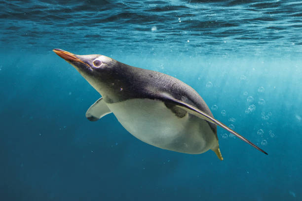 stunning cheeky gentoo penguin swimming through the ocean with bubbbles - bird black penguin gentoo penguin imagens e fotografias de stock