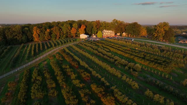 American fruit orchard and farm market at sunset. Aerial truck shot over apple trees.