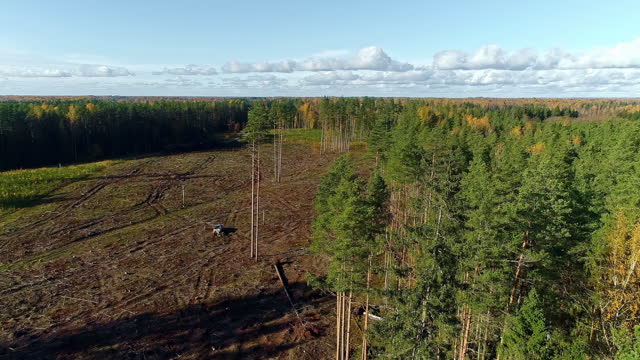 Aerial drone backward moving shot of cleared forest by cutting down trees during evening time. Deforestation.