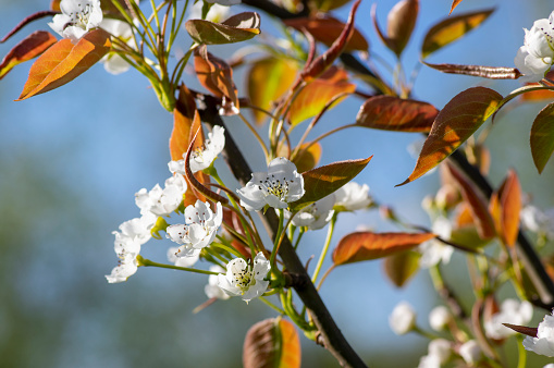 Pyrus pyrifolia asian pear white tree flowers in bloom, nashi flowering branches, green fresh leaves