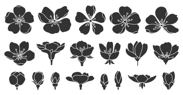 ilustraciones, imágenes clip art, dibujos animados e iconos de stock de conjunto de silueta negra de flor de cerezo sakura - cabeza de flor