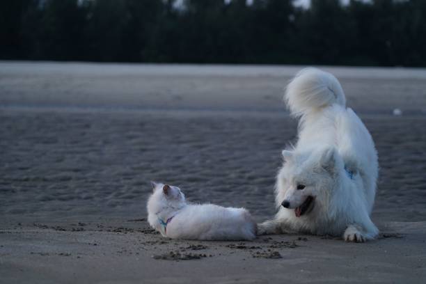 A white samoyed playing with a cat on a shoreline