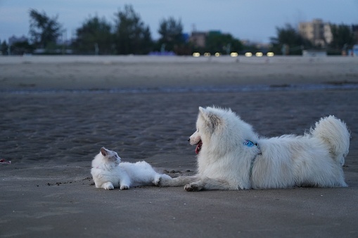 A Samoyed dog and a Ragdoll cat sitting on a beach sandy