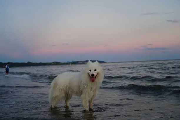 A white samoyed dog stands in the shallow waters of a tranquil beach,