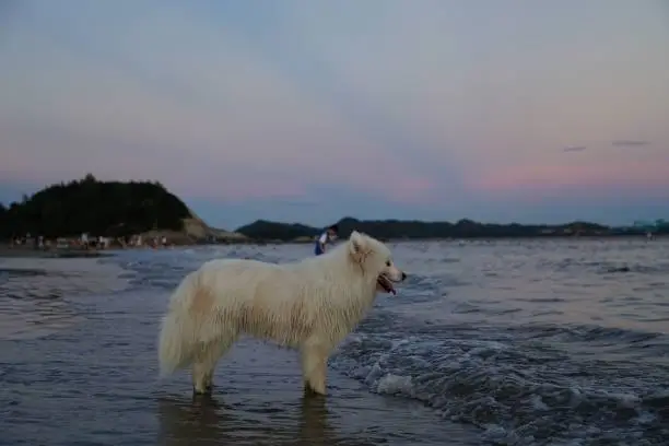 A samoyed dog stands in shallow water, gazing out at the beautiful golden-orange sunset