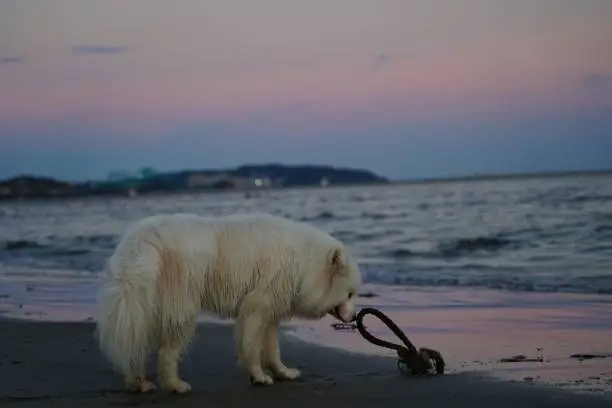 A Samoyed dog stands in shallow water, gazing out at the beautiful golden-orange sunset