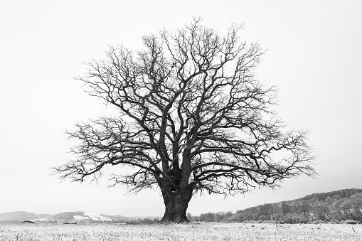 Old oak in a winter landscape