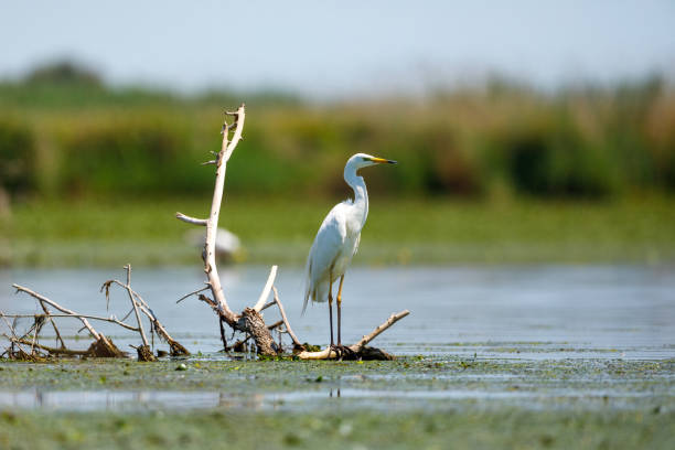 una gran garceta blanca en los pantanos del delta del danubio - wading snowy egret egret bird fotografías e imágenes de stock