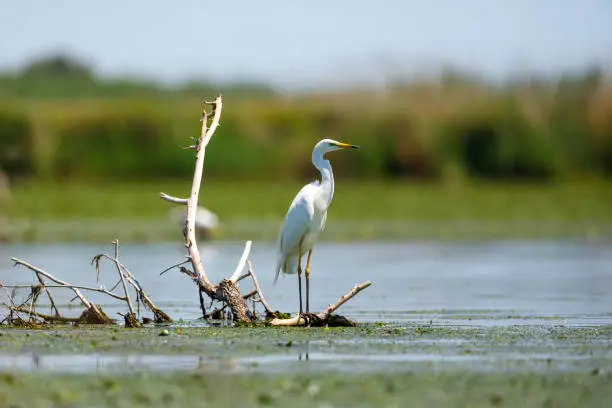 Photo of A great white egret in the swamps of the Danube Delta