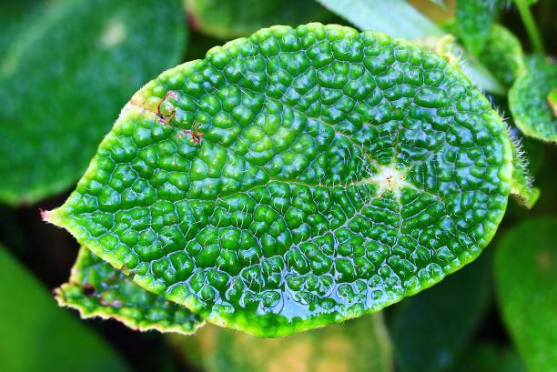 istock A single rugged leaf of Begonia microsperma 1468476427