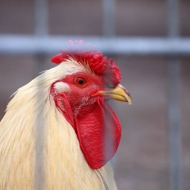 istock Portrait of a Brahma rooster behind bars 1468476440