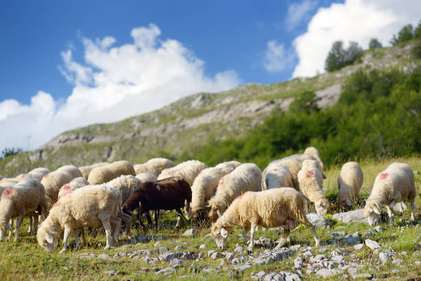 istock Sheeps with tags on ears and red marks on backs are grazing on pasture in mountain valley. Wool and food production. Growing livestock is a traditional direction of agriculture. Animal husbandry 1468476713