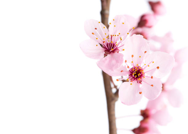 istock Two light pink flowers on Sakura branch isolated on white background. Selective focus. Close-up. 1468479686