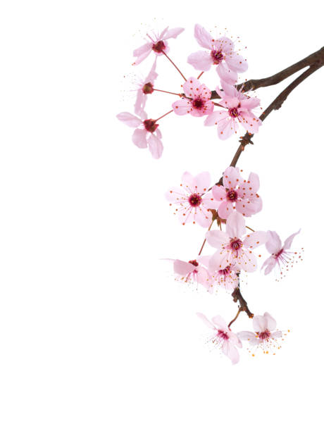 istock Branches of Sakura isolated on white background. 1468479688