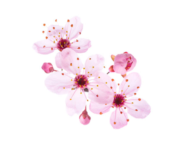 istock Close-up of light pink Cherry blossoms ( Sakura) isolated on a white background. 1468479695