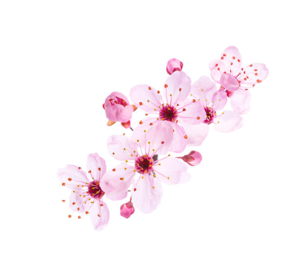 istock Light pink flowers of  Sakura isolated on a white background. 1468479700