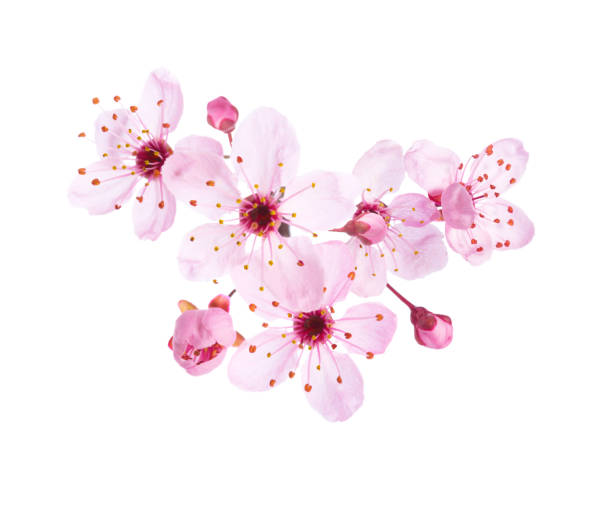istock Light pink flowers of  Sakura isolated on a white background. 1468479708