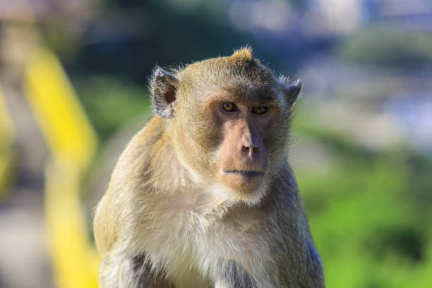 istock Cute Asian Macaque on the village road 1468480480