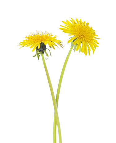 Two yellow dandelions  isolated on a white background.
