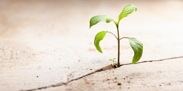 Tiny delicate plants take root in an inhospitable crack on a barren concrete path, struggling to survive and grow in difficult environmental conditions. Survival, hope, and adversity concept. Good copy space, shallow depth of field.