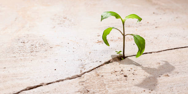 istock Young plants growing in a crack on a concrete footpath. Conquering adversity concept. 1468481063