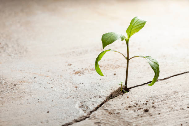istock Young plants growing in a crack on a concrete footpath. Conquering adversity concept. 1468481067